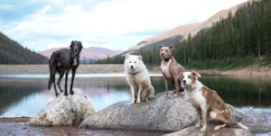 How to Find the Best Dog Training Near You ? How to Find the Best Dog Training Near You ?