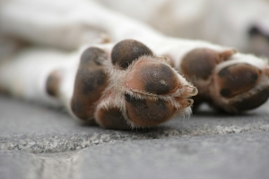 Winter Care for Your Dog's Paws Winter Care for Your Dog's Paws