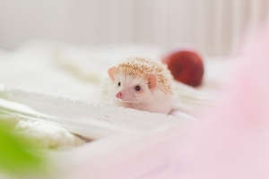 Meet 10 of the cutest pets Meet 10 of the cutest pets