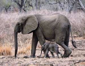 Guide to Kilimanjaro and safaris Guide to Kilimanjaro and safaris